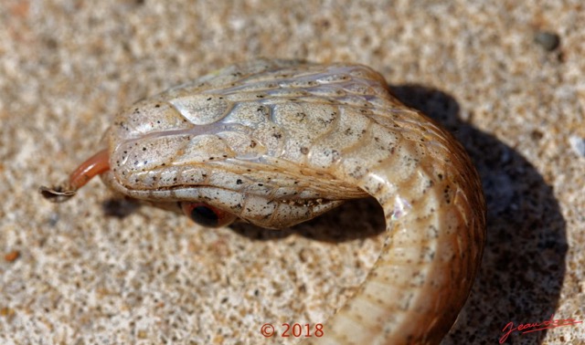 139 Serpent 36 Reptilia Squamata Colubridae Toxicodryas pulverulenta 18E5K3IMG_180222126324_DxOwtmk.jpg