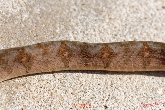 142 Serpent 36 Reptilia Squamata Colubridae Toxicodryas pulverulenta 18E5K3IMG_180222126333_DxOwtmk.jpg