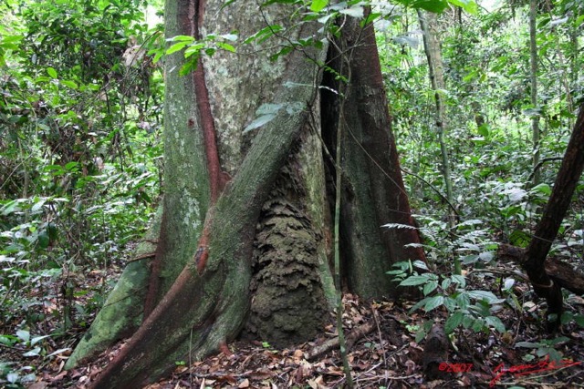 050 LANGOUE Bai Arbre Parasite par Ficus 7IMG_7666WTMK.JPG