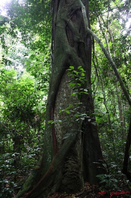 051 LANGOUE Bai Arbre Parasite par Ficus 7IMG_7668wtmk.JPG