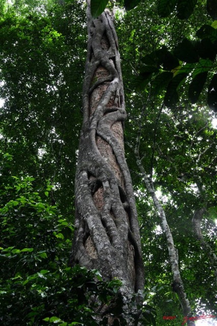 052 LANGOUE Bai Arbre Parasite par Ficus 7IMG_8107wtmk.JPG