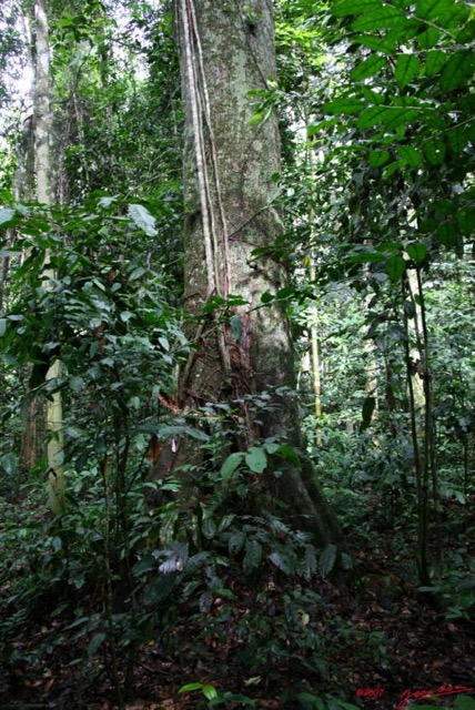 053 LANGOUE Bai Arbre Parasite par Jeune Ficus 7IMG_8121wtmk.JPG