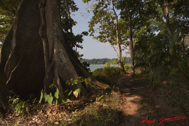 075 GOMBE Plage et Arbre Fromager Kapok 10E5K2IMG_61002wtmk.jpg