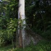 076 GOMBE Arbre Fromager Kapok 10E5K2IMG_61009wtmk.jpg
