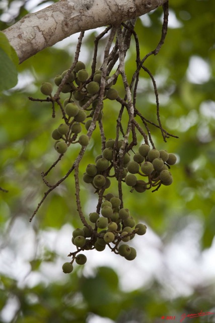 089 Arbre 101 Fruits 11E5K2IMG_67005wtmk.jpg