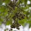 089 Arbre 101 Fruits 11E5K2IMG_67005wtmk.jpg