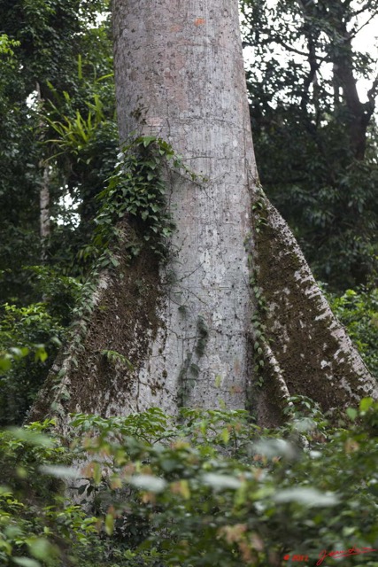 094 PONGARA Foret Arbre Fromager Ceiba pentandra 11E5K2IMG_68097wtmk.jpg