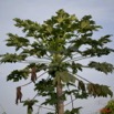 008 Arbre Papayer 11E5K2IMG_66750wtmk.jpg