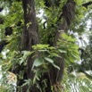 011 Libreville Manguier et Fougere Polypodiaceae Phymatosorus scolopendria 15RX103DSC_101059wtmk.jpg