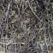 014 Libreville Manguier Fougere Polypodiaceae Phymatosorus scolopendria et Racines15RX103DSC_101057wtmk.jpg