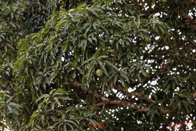 031 Franceville Arbre Magnoliopsida Sapindales Anacardiaceae Manguier Mangifera indica 17E5K3IMG_124947_DxOwtmk.jpg