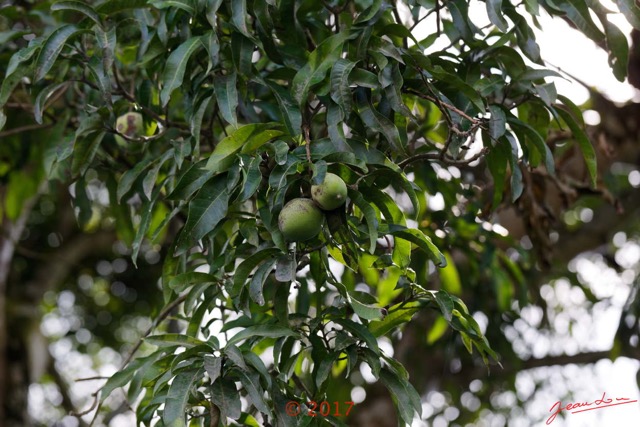 032 Franceville Arbre Magnoliopsida Sapindales Anacardiaceae Manguier Mangifera indica 17E5K3IMG_124957_DxOwtmk.jpg