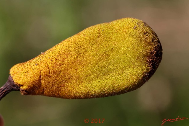 040 Franceville Arbre Magnoliopsida Urticales Cecropiaceae Parasolier Musanga cecropioides Fruit 17E5K3IMG_125016_DxOwtmk.jpg