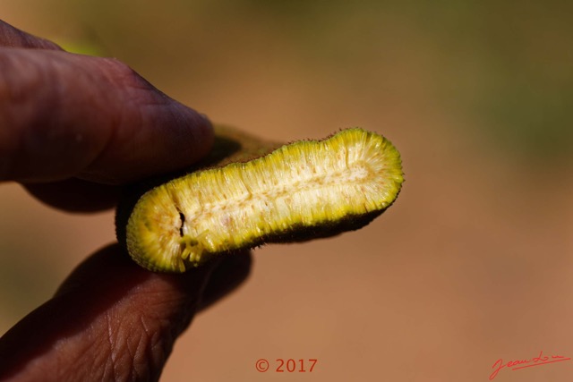 041 Franceville Arbre Magnoliopsida Urticales Cecropiaceae Parasolier Musanga cecropioides Fruit 17E5K3IMG_125019_DxOwtmk.jpg