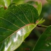 047 Arbuste Gentianales Rubiaceae Nauclea latifolia - Sarcocephalus latifolius Franceville 17E5K3IMG_171213126167_DxOwtmk.jpg