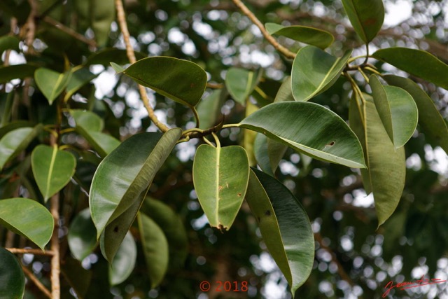 072 Arbre 029 Magnoliopsida Rosales Moraceae Ficus elastica Franceville 18E5K3IMG_180328127315_DxOwtmk.jpg