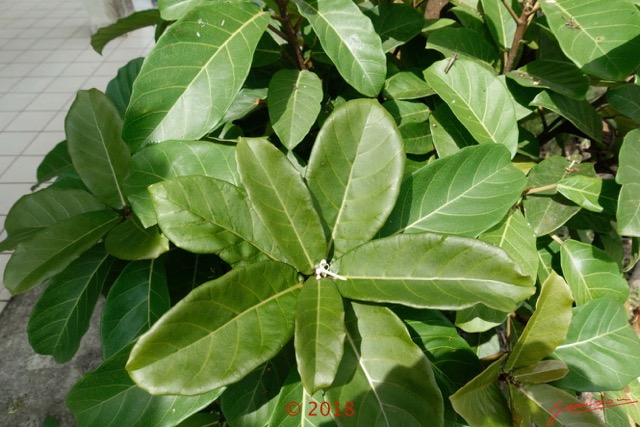 077 Arbre 030 Magnoliopsida Rosales Moraceae Ficus sp Franceville 18RX104DSC_1803261004176_DxOwtmk.jpg