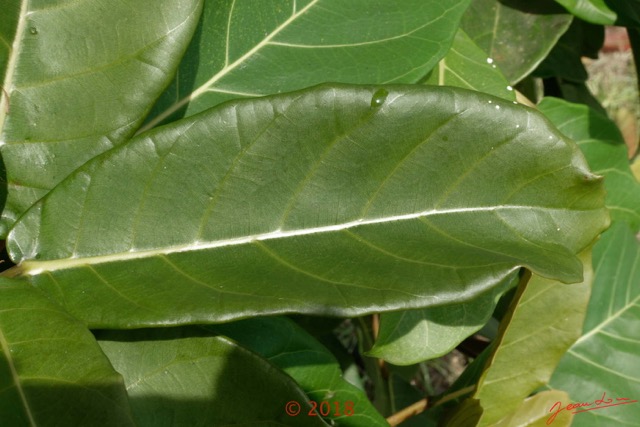 078 Arbre 030 Magnoliopsida Rosales Moraceae Ficus sp Franceville 18RX104DSC_1803261004177_DxOwtmk.jpg