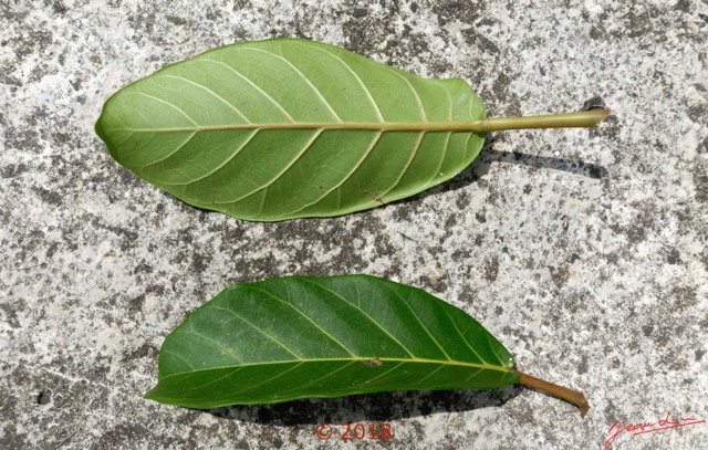 079 Arbre 030 Magnoliopsida Rosales Moraceae Ficus sp Franceville 18RX104DSC_1803261004178_DxOwtmk.jpg