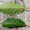 079 Arbre 030 Magnoliopsida Rosales Moraceae Ficus sp Franceville 18RX104DSC_1803261004178_DxOwtmk.jpg