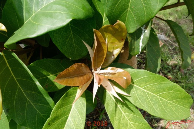 081 Arbre 030 Magnoliopsida Rosales Moraceae Ficus sp Franceville 18RX104DSC_1803261004183_DxOwtmk.jpg