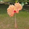 010 Hibiscus IMG_0351WTMK.JPG