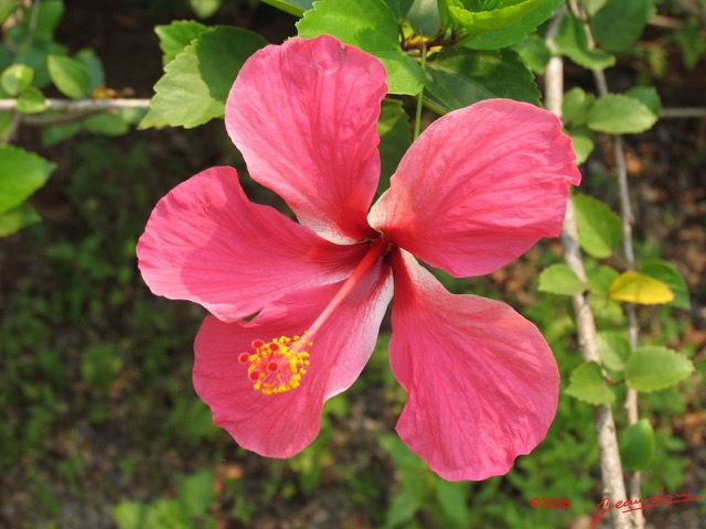 011 Hibiscus IMG_0359WTMK.JPG