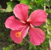 011 Hibiscus IMG_0359WTMK.JPG