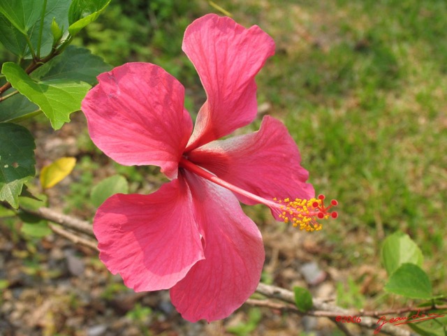 012 Hibiscus IMG_0360WTMK.JPG