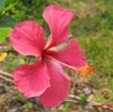 012 Hibiscus IMG_0360WTMK.JPG