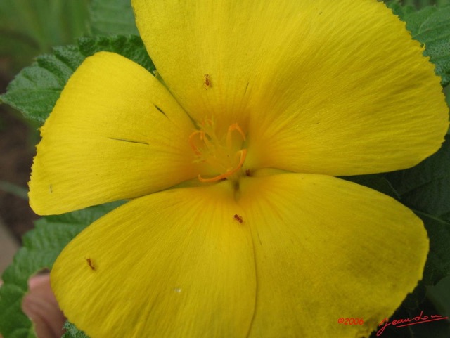 018 Fleur IMG_0622WTMK.JPG
