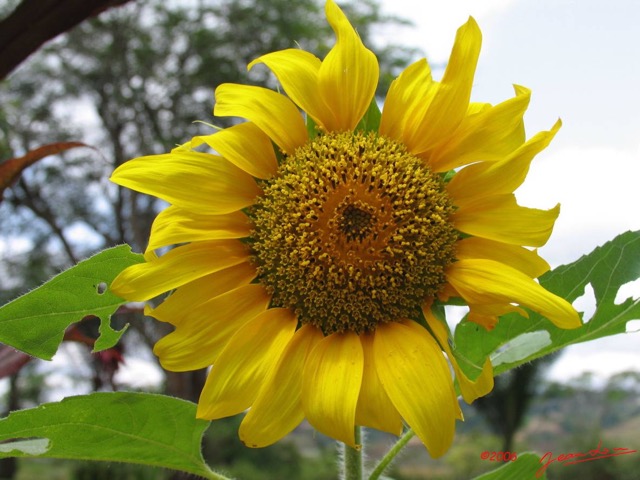 023 Tournesol IMG_0642WTMK.JPG