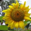 023 Tournesol IMG_0642WTMK.JPG