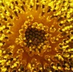 024 Tournesol IMG_0643WTMK.JPG