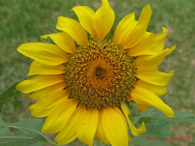 025 Tournesol IMG_0648WTMK.JPG