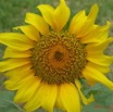 025 Tournesol IMG_0648WTMK.JPG