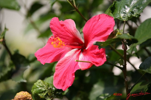 029 Fleur Hibiscus IMG_0213WTMK.JPG