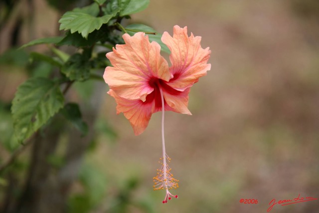 033 Fleur Hibiscus IMG_0461WTMK.JPG