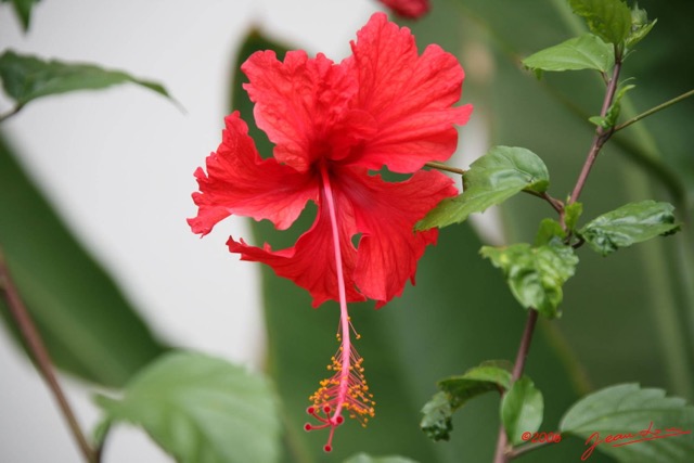 034 Fleur Hibiscus IMG_0466WTMK.JPG