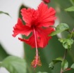 034 Fleur Hibiscus IMG_0466WTMK.JPG