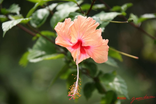 035 Fleur Hibiscus IMG_0472WTMK.JPG