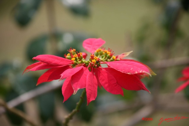 039 Feuilles rouges avec Insecte IMG_0671WTMK.JPG