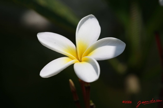 044 Fleur IMG_1260WTMK.JPG