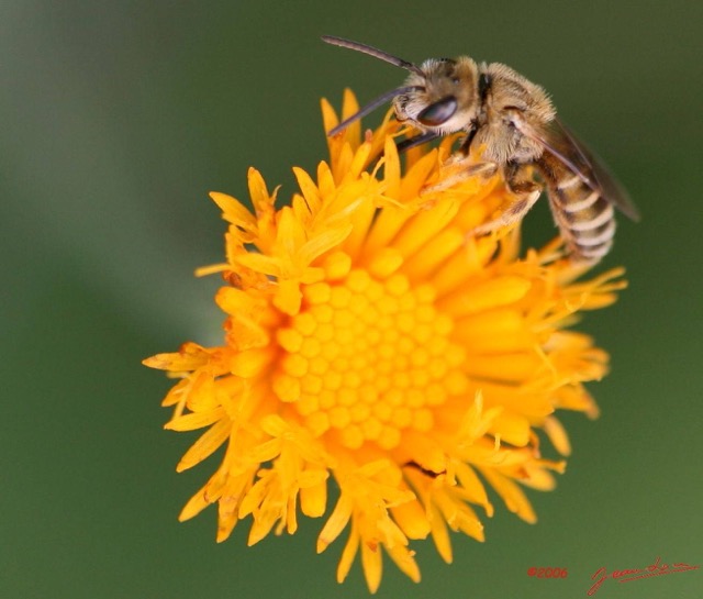 050 Fleur et abeille IMG_1607wtmk.JPG