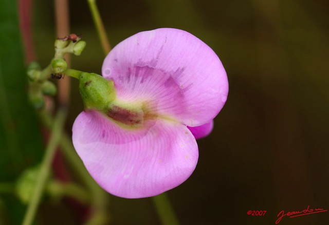 052 Canyon Blanc Fleur Violette IMG_3743wtmk.jpg