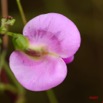 052 Canyon Blanc Fleur Violette IMG_3743wtmk.jpg