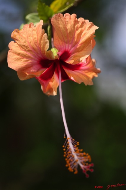 061 Fleur Hibiscus 9E50IMG_31407wtmk.jpg