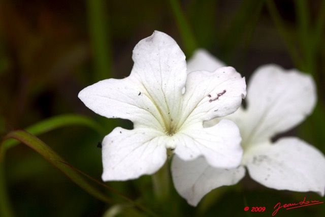 065 Kaya Fleur Blanche en Savane 9E50IMG_31747wtmk.jpg