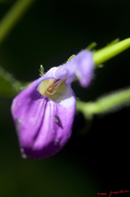 073 Monts de Cristal Plante Fleur Violette 10E5K2IMG_59276wtmk.jpg