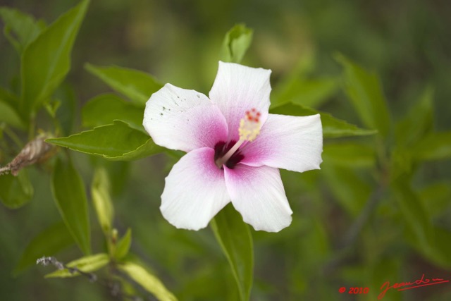 085 Fleur Hibiscus 10E5K2IMG_64714wtmk.jpg